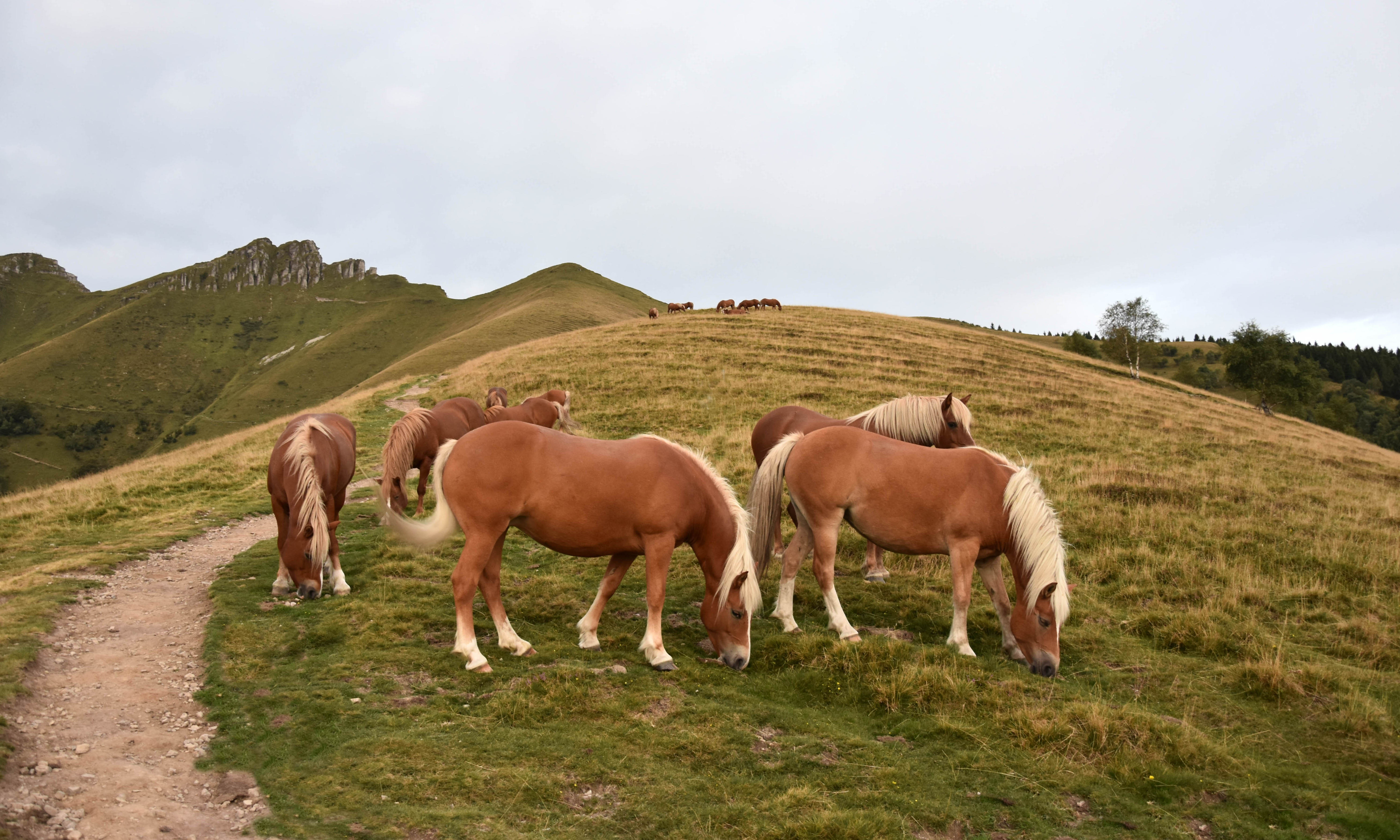 Wild Bisbino horses  2